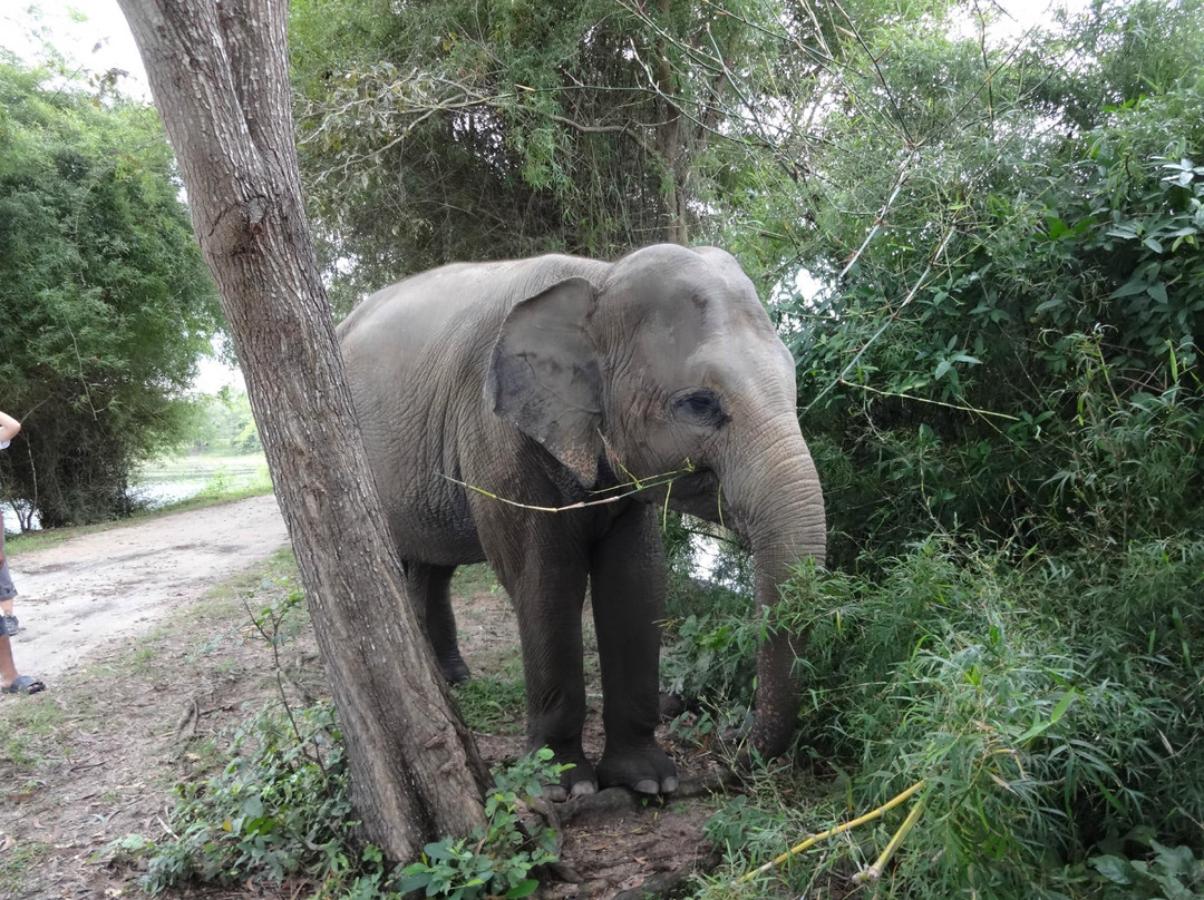 金边野生动物园-金边必去景点