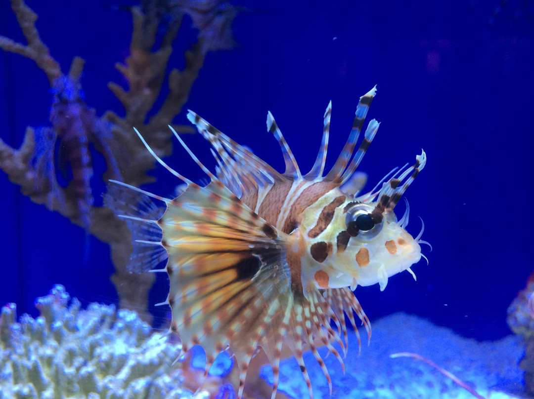 上海海洋水族馆-上海市必去景点