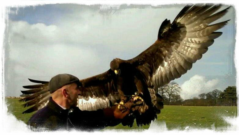 Chris Miller - Falconry Experience Days景点图片