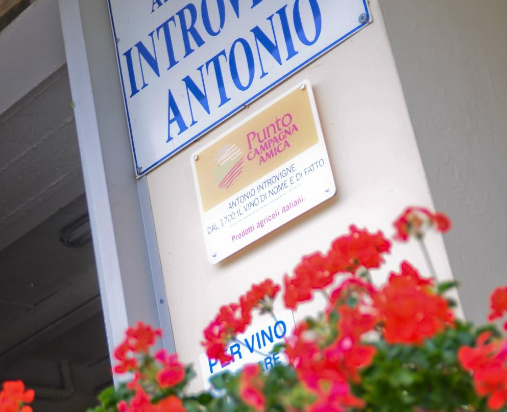 Azienda Agricola Antonio Introvigne景点图片