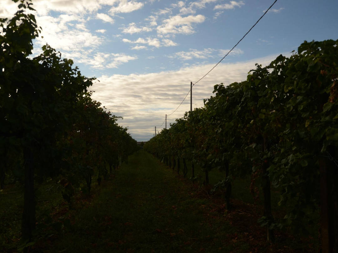Azienda Agricola Antonio Introvigne景点图片