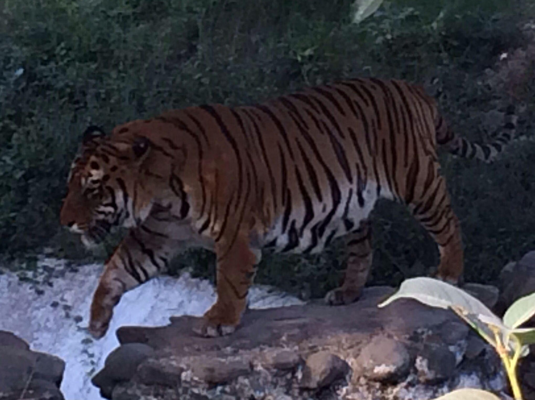 ChhattBir Zoo-Panchkula必去景点