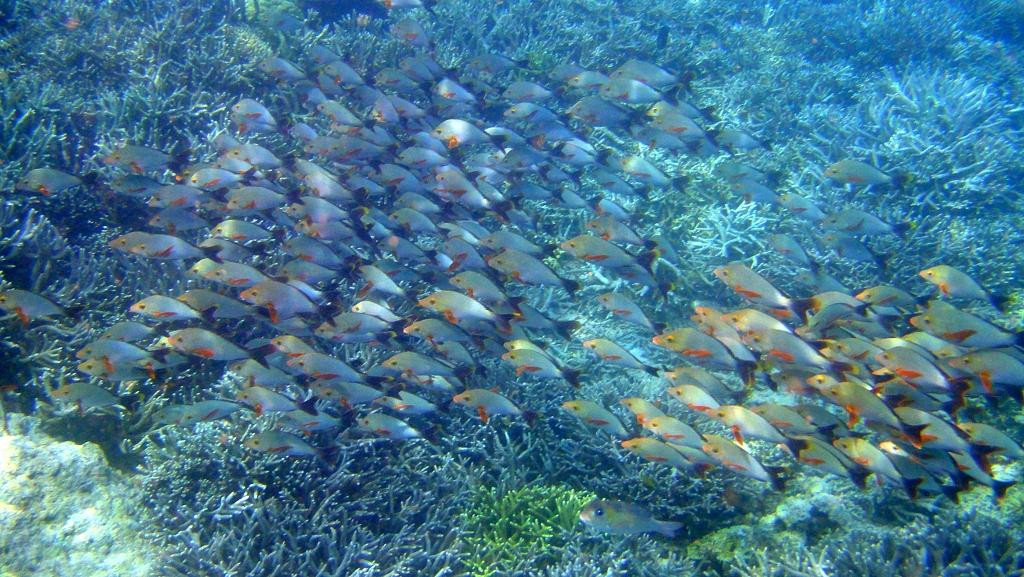 船宿潜水之旅-库布必去景点