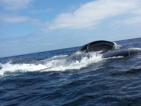 Adventure Whale Watching-圣地亚哥必去景点