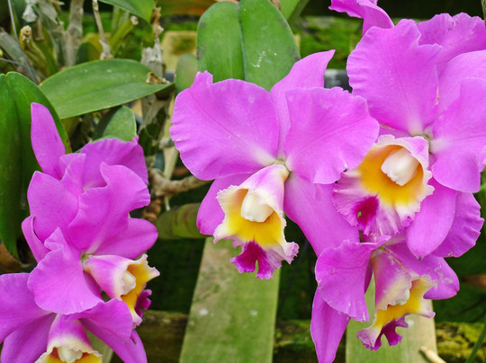 Santa Barbara Orchid Estate-圣巴巴拉必去景点