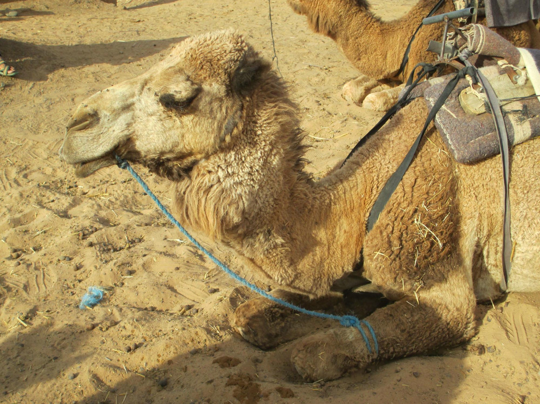 wonderful-marocco Tours- Day Tours景点图片