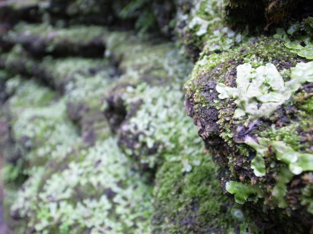 加菲尔植物园-芝加哥必去景点