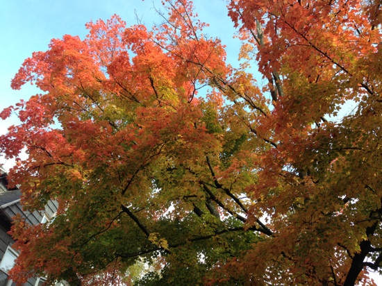 Institute Park-伍斯特必去景点