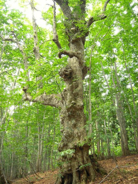 Dakedai Nature Observation Woods景点图片