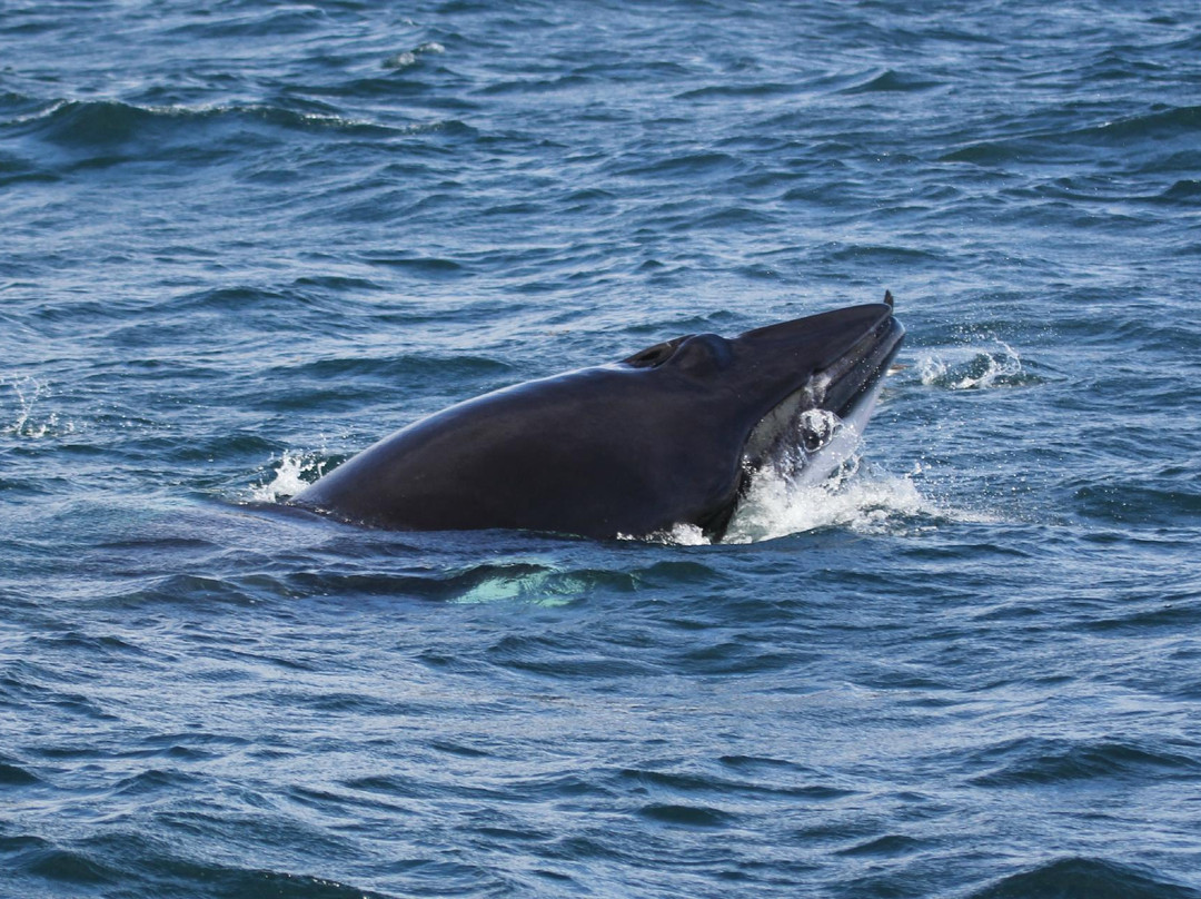 Hebridean Whale Cruises景点图片