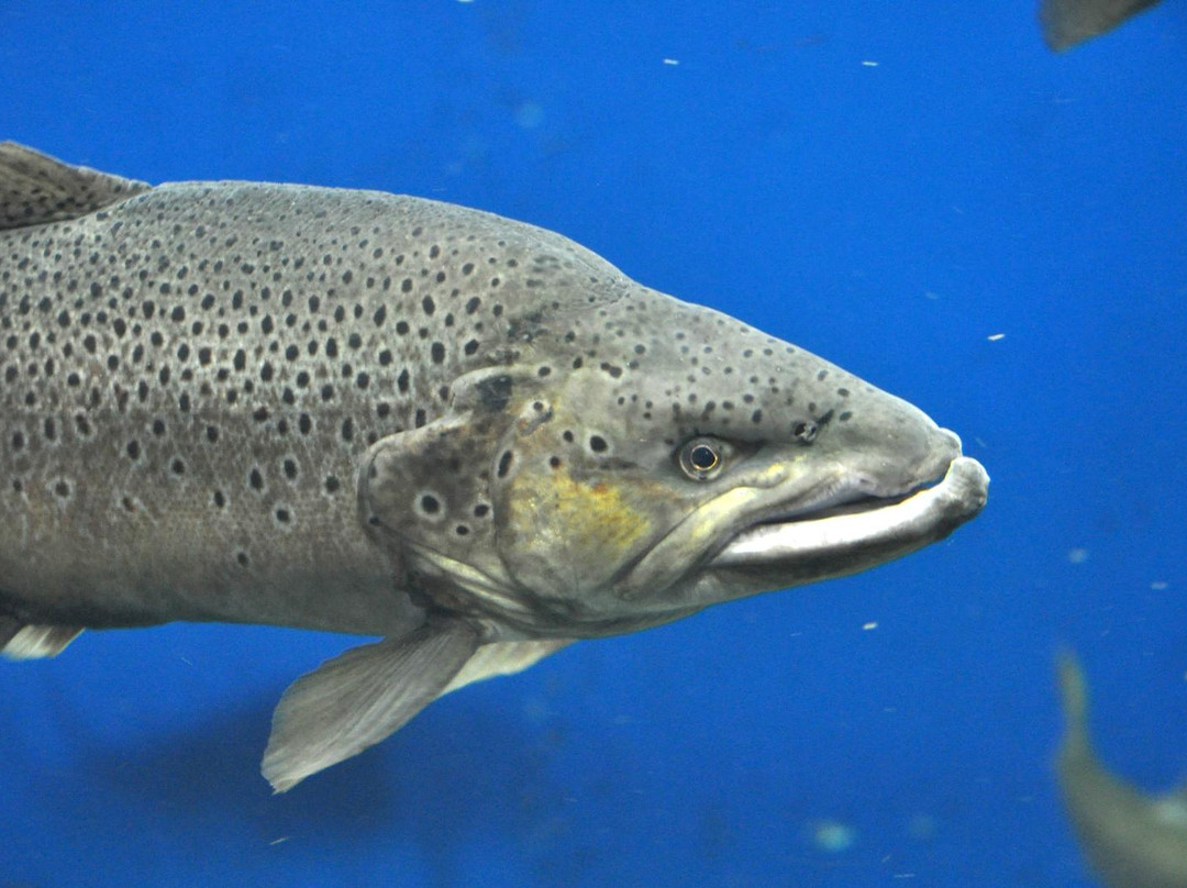 千岁鲑鱼水族馆-千岁市必去景点