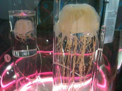 澳大利亚北部博物馆与美术馆-达尔文市必去景点