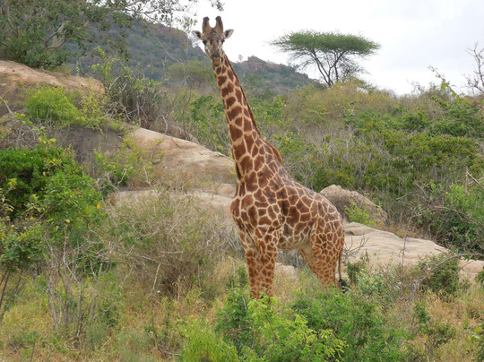 Wildlife Sun Safaris-蒙巴萨必去景点