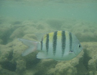 Parque Marinho Recife de Fora-Porto Seguro必去景点