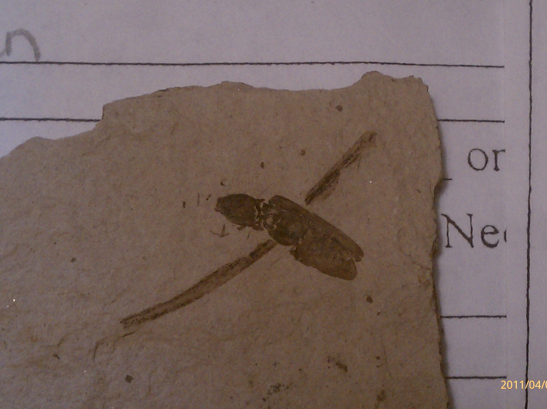 Stonerose Interpretive Center and Eocene Fossil Site景点图片
