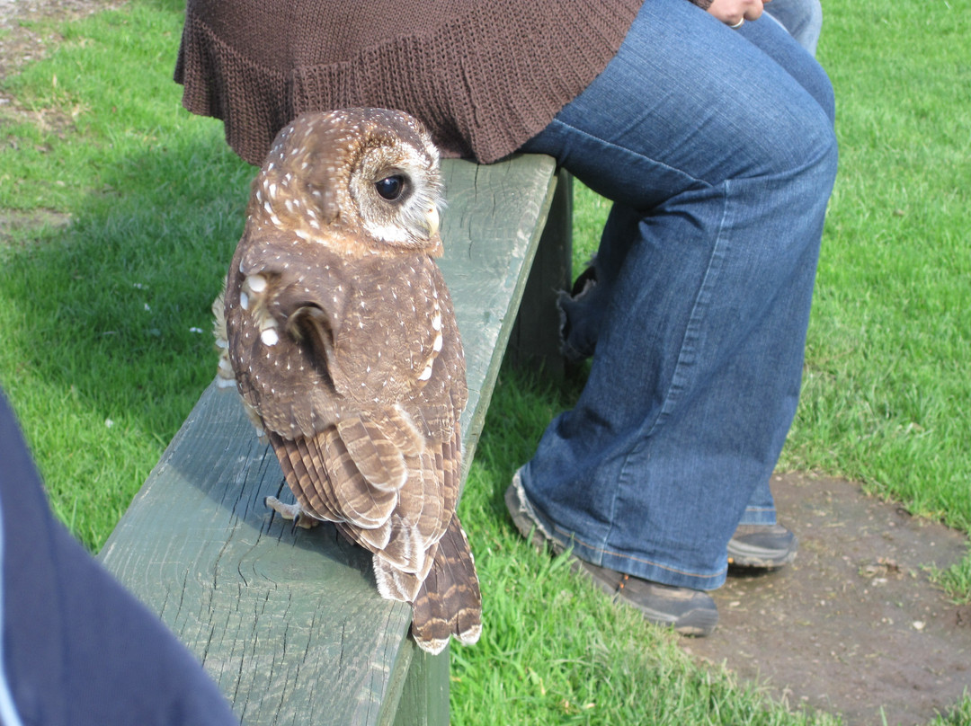 Screech Owl Sanctuary & Animal Park-St Columb Major必去景点