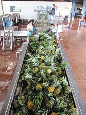 Finca Corsicana Pineapple Farm景点图片