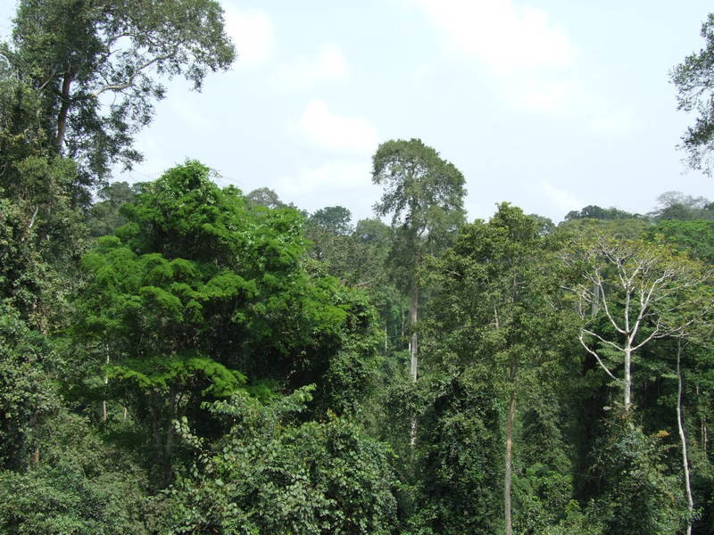 Kakum National Park-Cape Coast必去景点