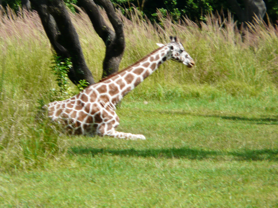 非洲野外探险-奥兰多必去景点