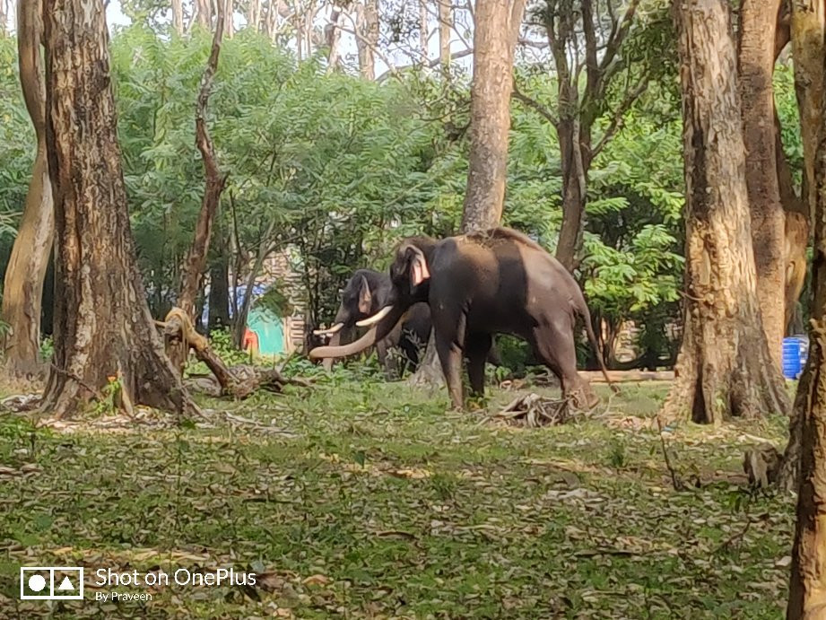 Muthanga Wildlife Sanctuary-Muthanga必去景点