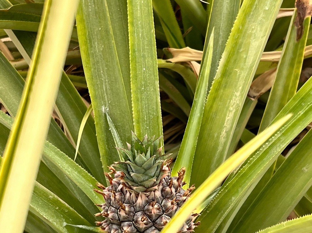 Vidor Center-Hazeva必去景点