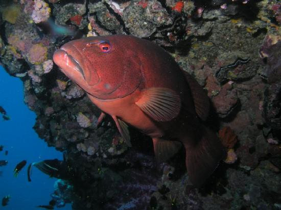 SS Yongala Dive Site-Alva Beach必去景点