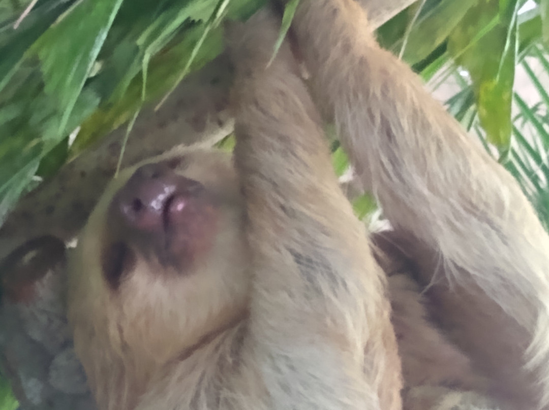 Gamboa Sloth Sanctuary景点图片