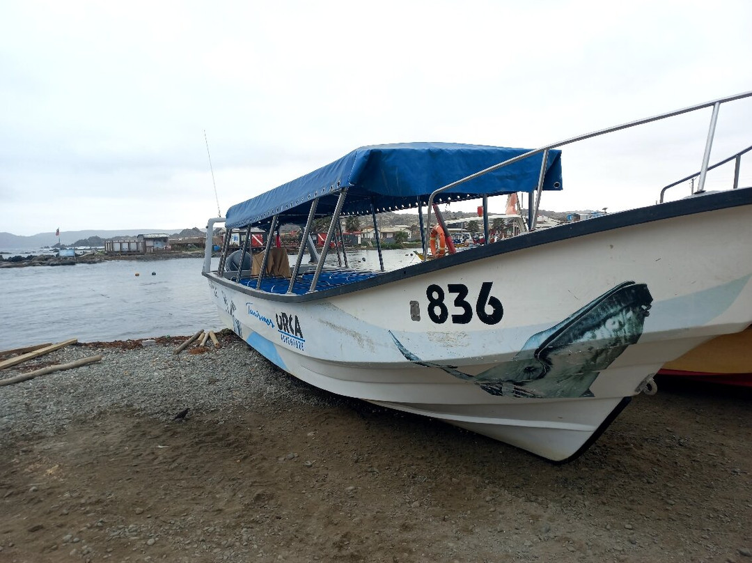 Caleta Chanaral de Aceituno-Chanaral必去景点
