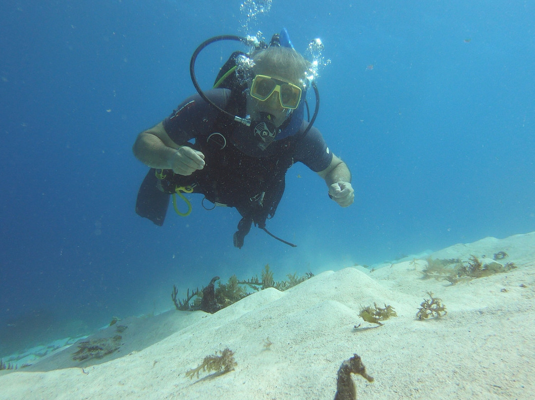 Reef Divers Bonaire景点图片