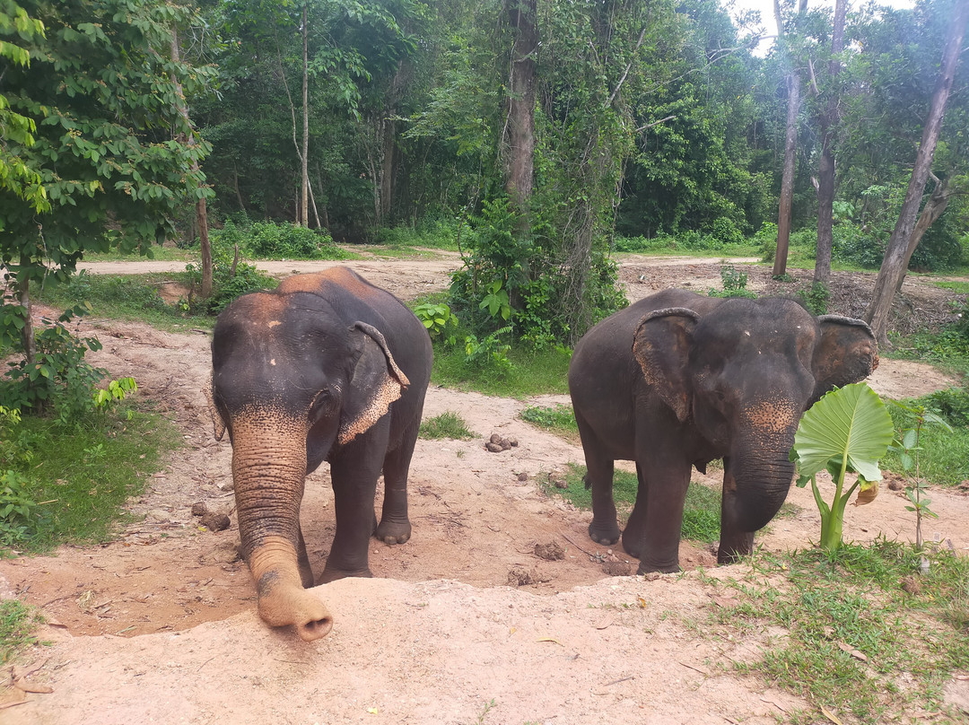 Phuket Elephant House Sanctuary景点图片