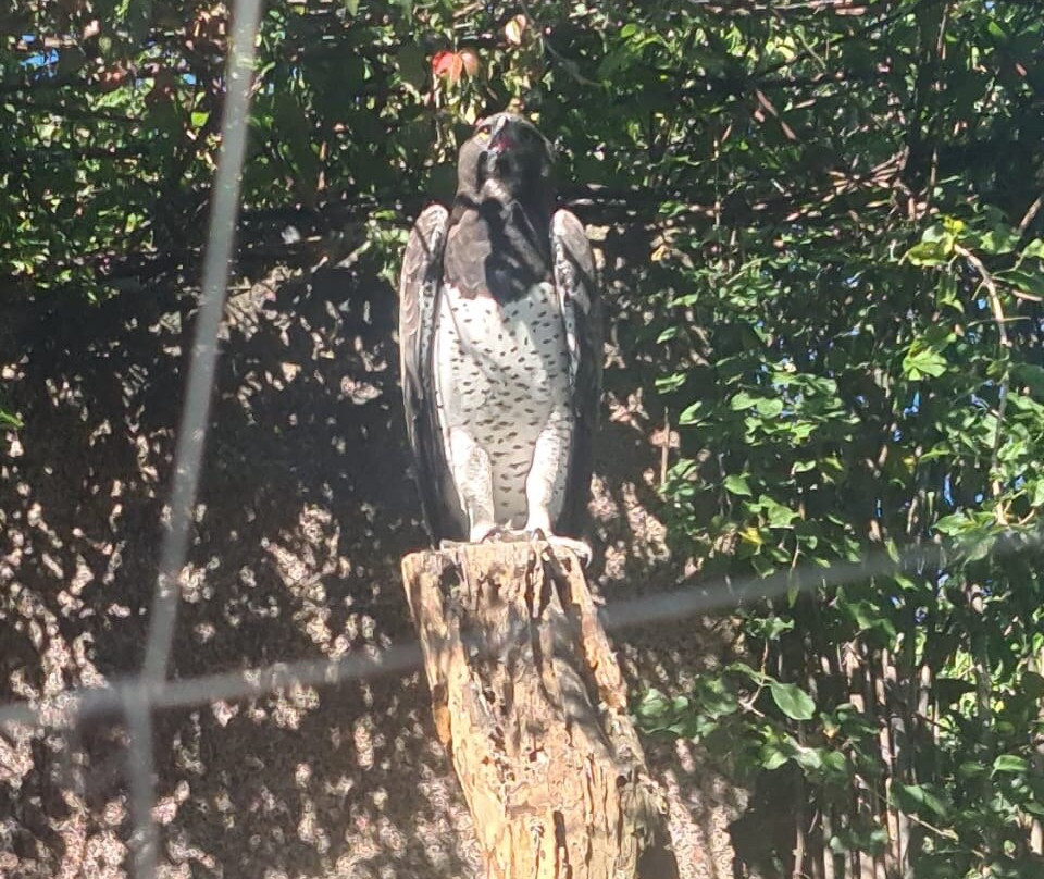 Kuimba Shiri Bird Sanctuary景点图片