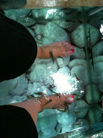 Dr. Nibbles - Fish Pedicure Spa-利物浦必去景点