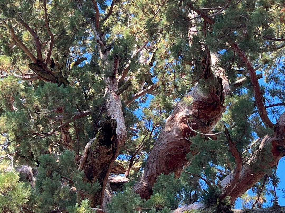 Grizzly Giant Tree-优胜美地国家公园必去景点