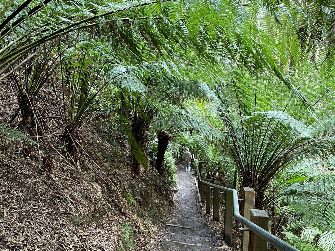Hopetoun Falls-Beech Forest必去景点