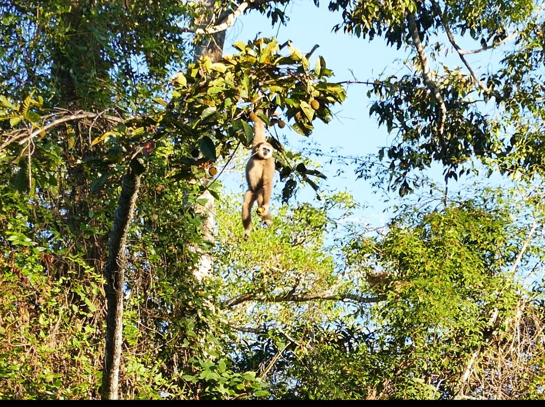 Bobby's Jungle Tours景点图片