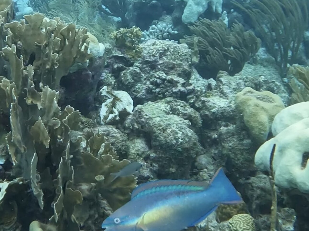 Blue Room Cave-库拉索必去景点