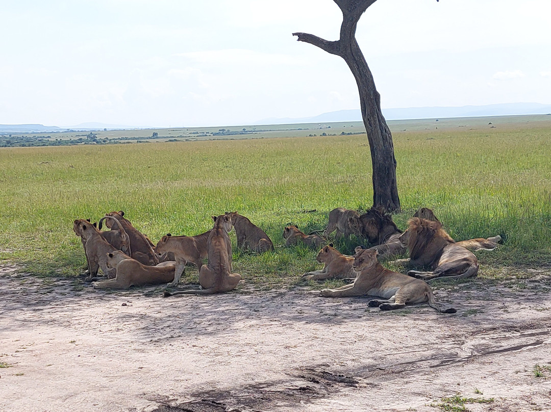 Benson Kungu  Jungleman-内罗毕必去景点