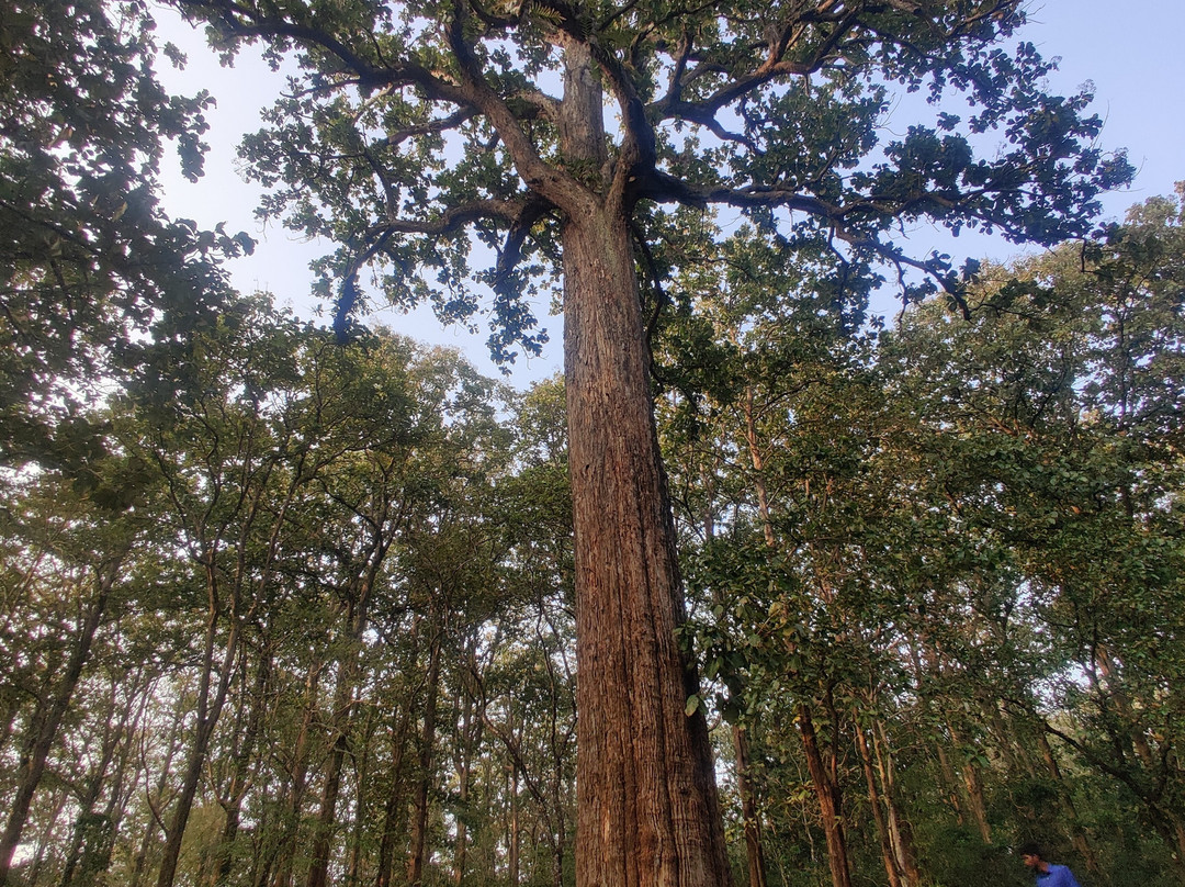 Parambikulam Tiger Reserve-Palakkad必去景点