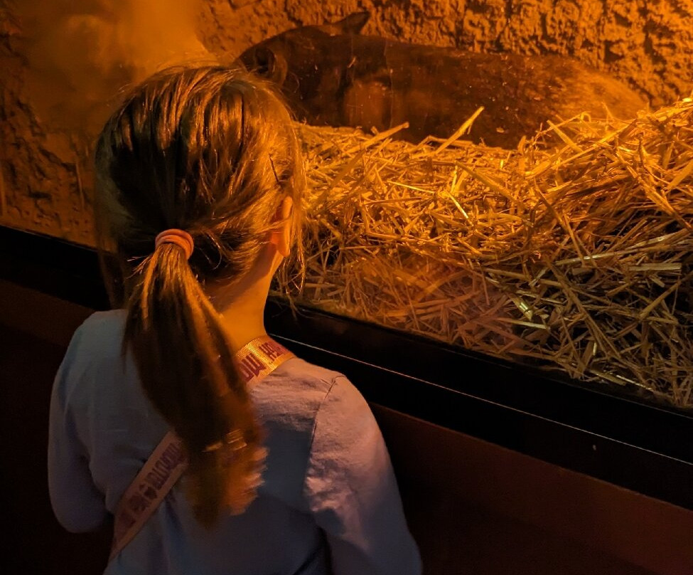 Billabong Zoo Koala & Wildlife Park-麦克夸利港必去景点