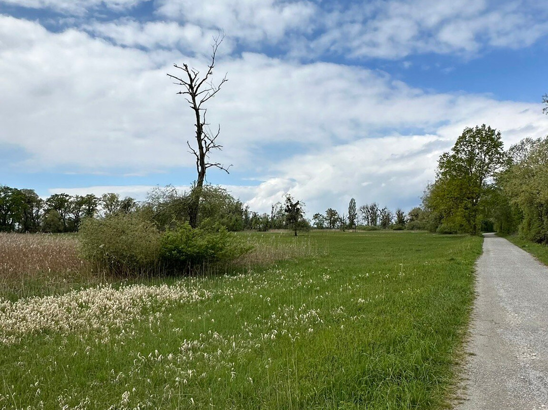 Eriskircher Ried Naturschutzgebiet景点图片