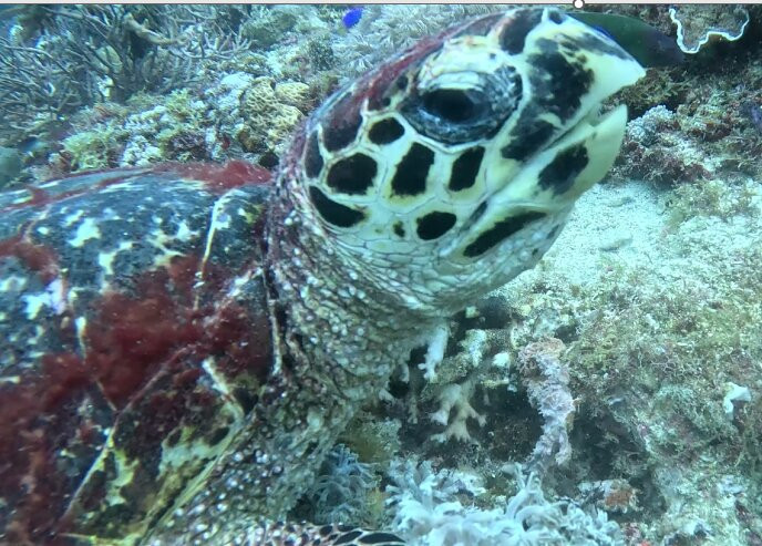 蓝色之星潜水度假酒店主图