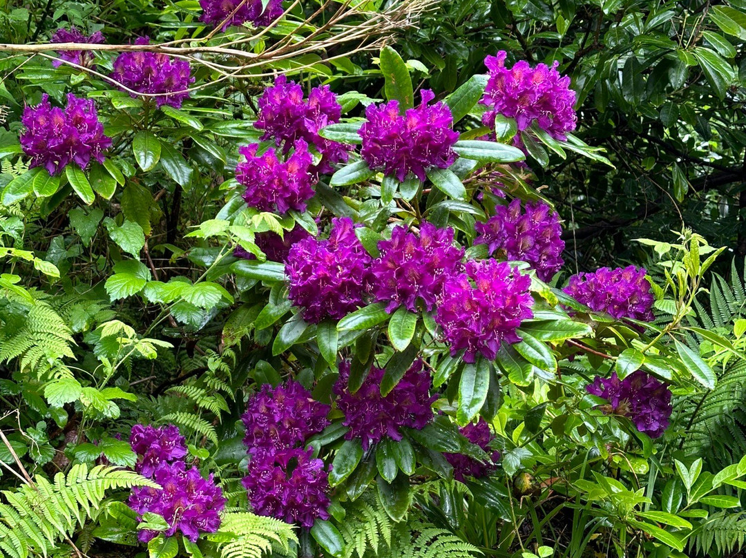 Glen Lyn Gorge景点图片