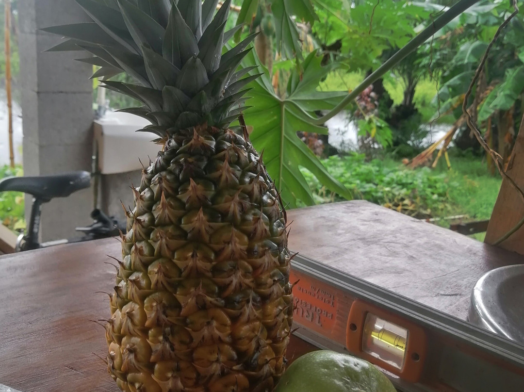 Panamá green Permaculture garden