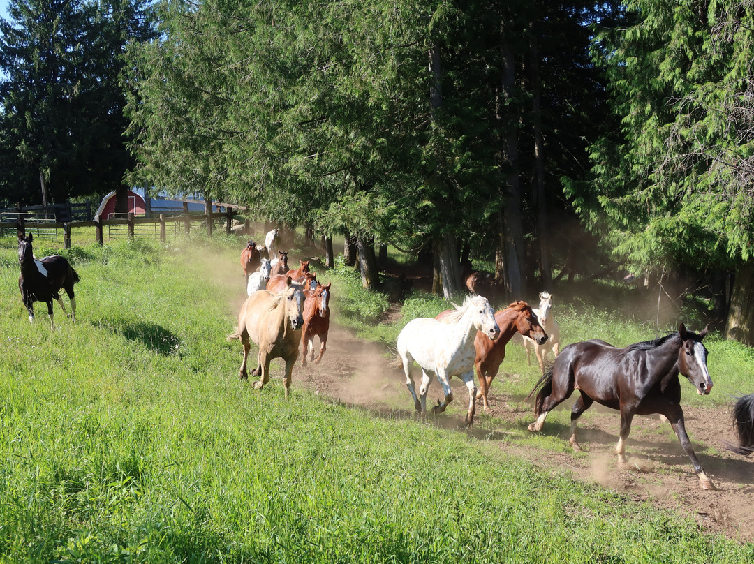 Western Pleasure Guest Ranch主图