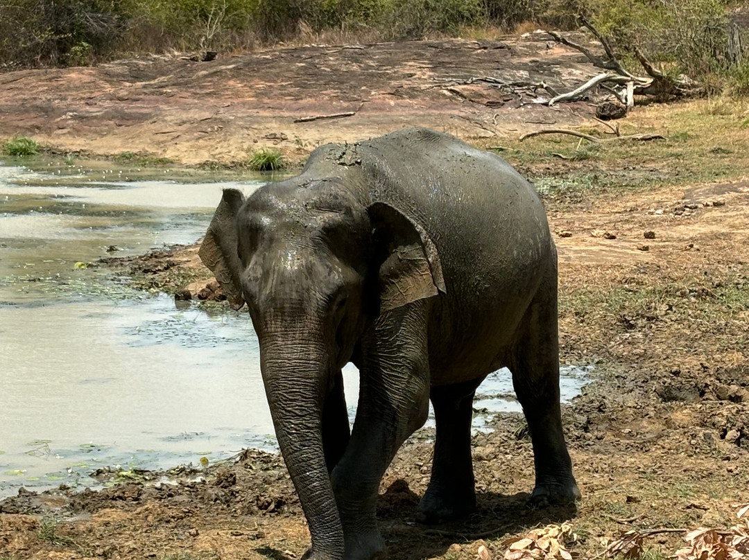 Ceylon Udawalawe Tours-乌达瓦拉瓦必去景点