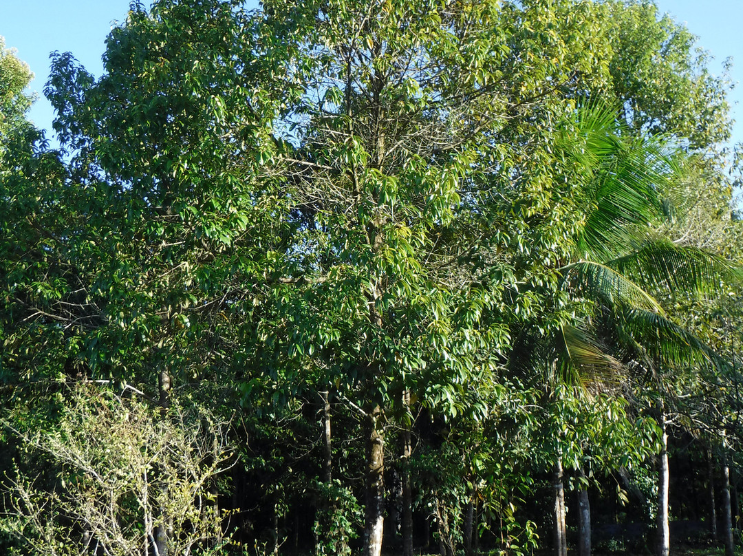 Bois De Rose De Guyane - C. Couturier