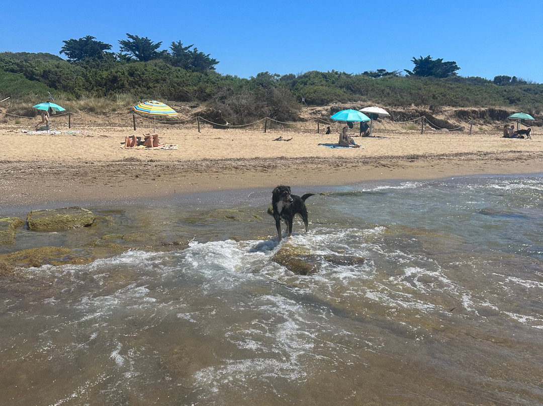 Dog Beach San Vincenzo景点图片
