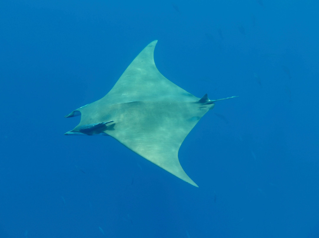 Wahoo Diving-波尔图镇必去景点