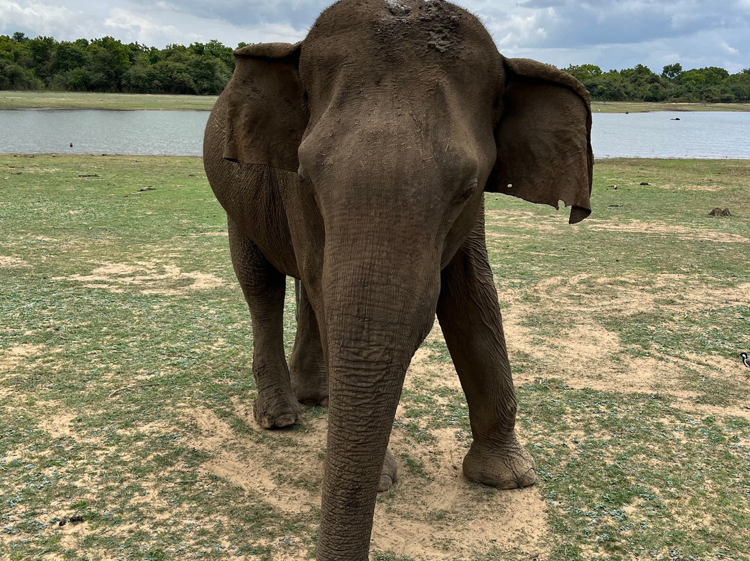 SriLanka Best Safari Udawalawe National Park-乌达瓦拉瓦必去景点