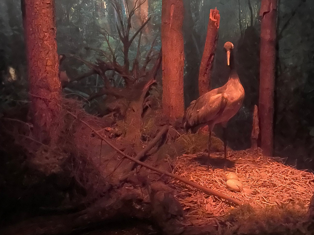 Nature And Forest Museum - Bialowieza National Park-Bialowieza必去景点
